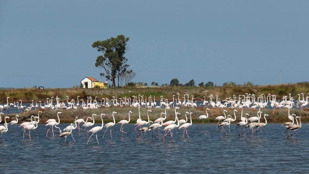 Rosa D'Aveiro Daire Dış mekan fotoğraf